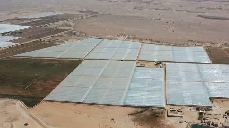 agriulture in Dakhla